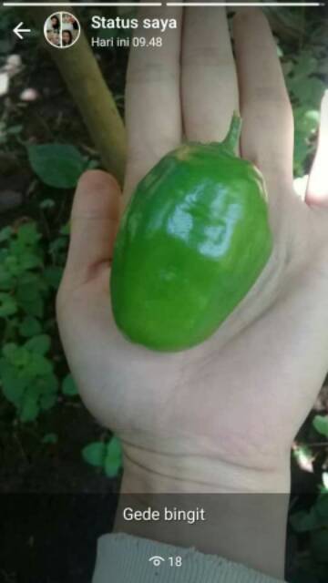 

Cabe gendot 1kg