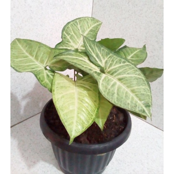 Keladi Putih Tanaman Hias, Keladi Putih Mini, Keladi Putih Kecil, Keladi Putih Tikus