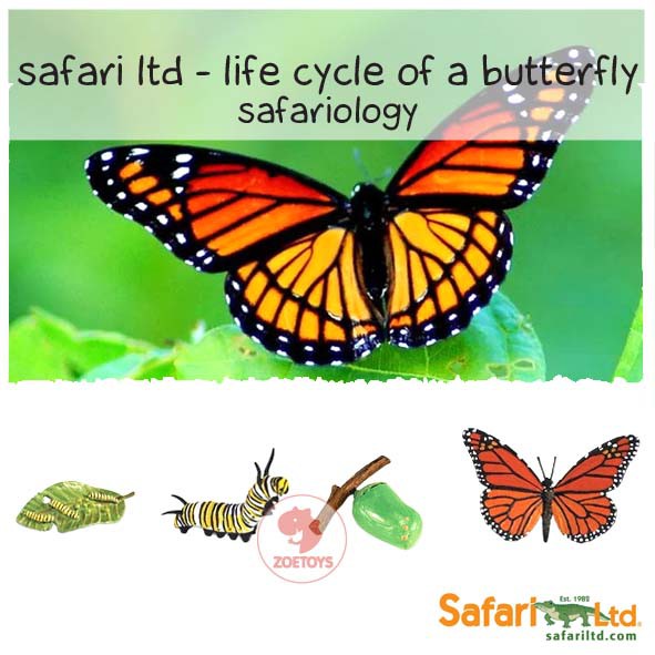 Hen Ladybug Safari Ltd Life Cycle Ant Moth Butterfly