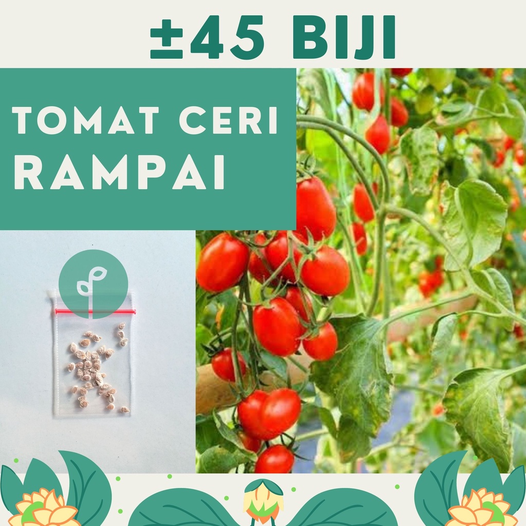 Bibit Sayuran Benih Sayur Paket Lengkap Hidroponik Kangkung Bayam Cabe Sawi Selada Terong Tomat dll-TOMAT RAMPAI