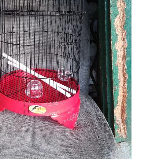 Sangkar lovebird pendek f1 diameter 33 cm - sangkar burung kenari lovebird