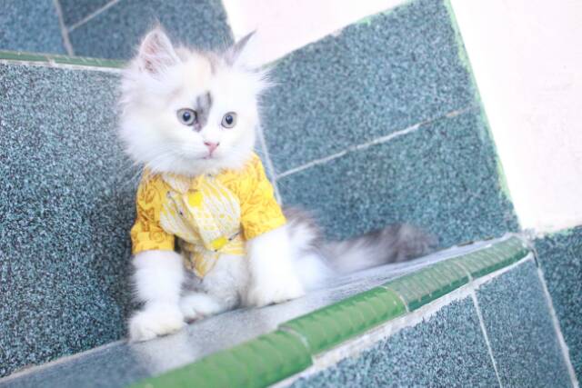 Kemeja batik warna kuning untuk kucing anjing size S M L XL / baju kucing tangerang murah meriah