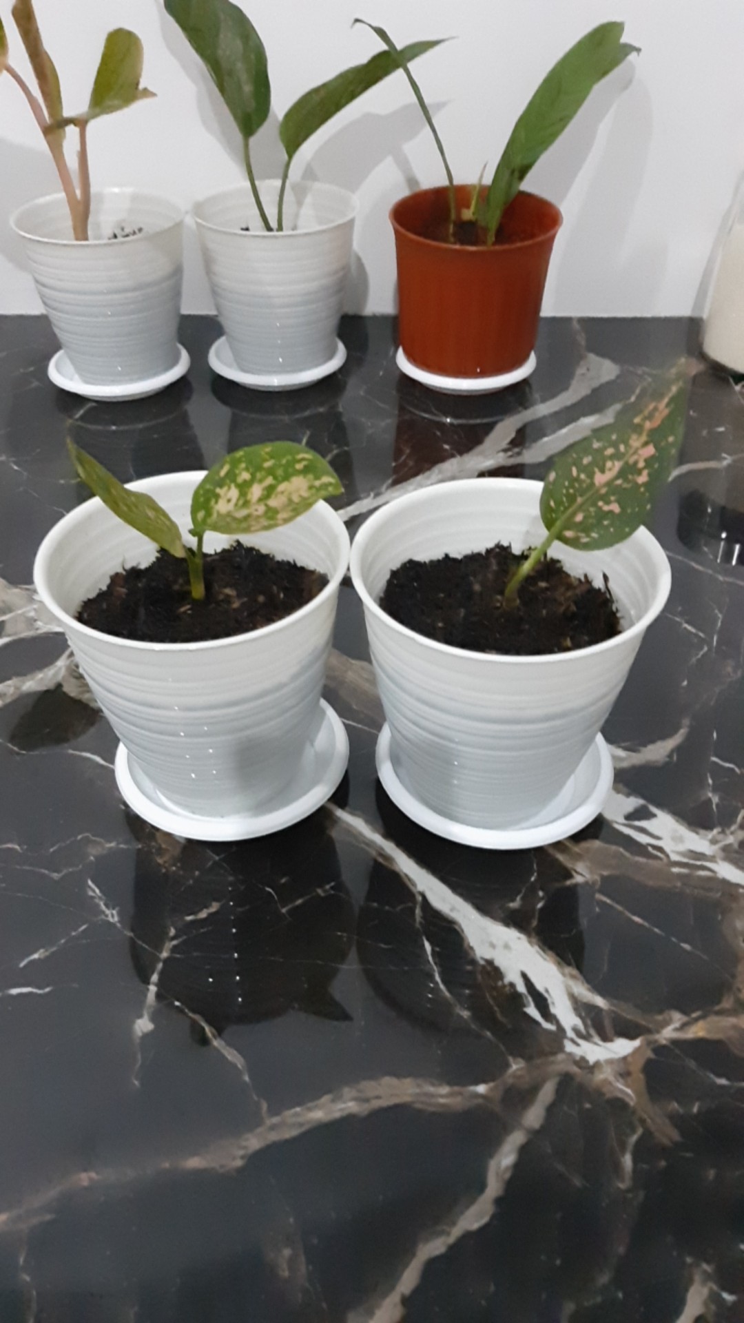 Tanaman Hias Aglonema Ruby Orangen