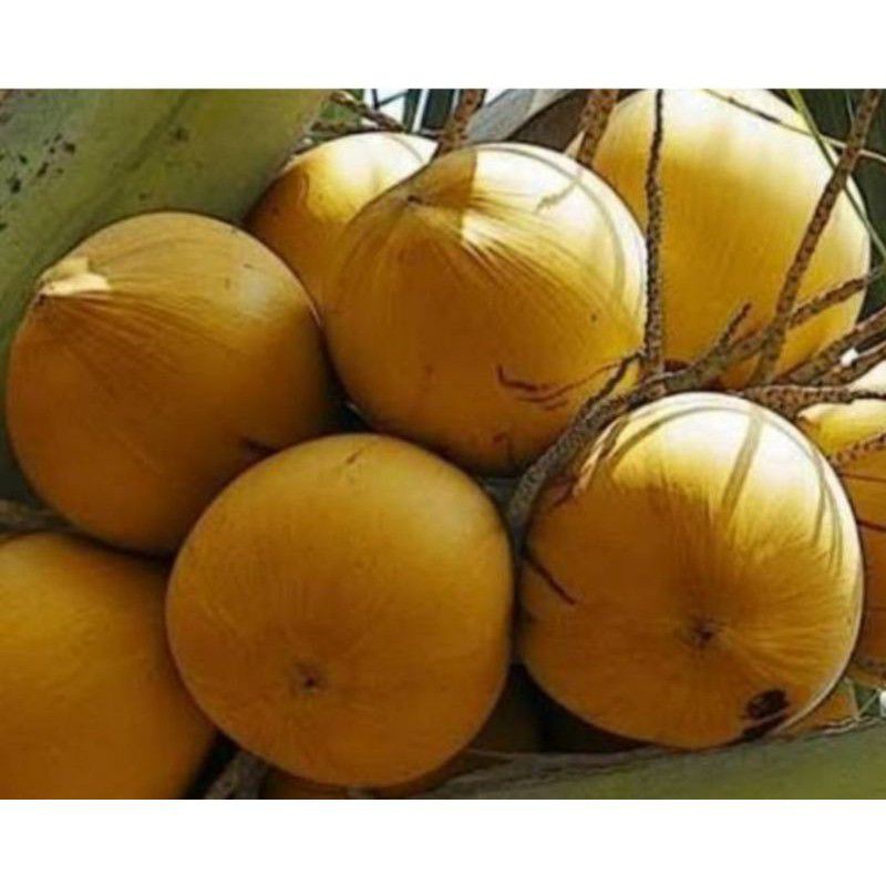 

obat herbal kelapa gading