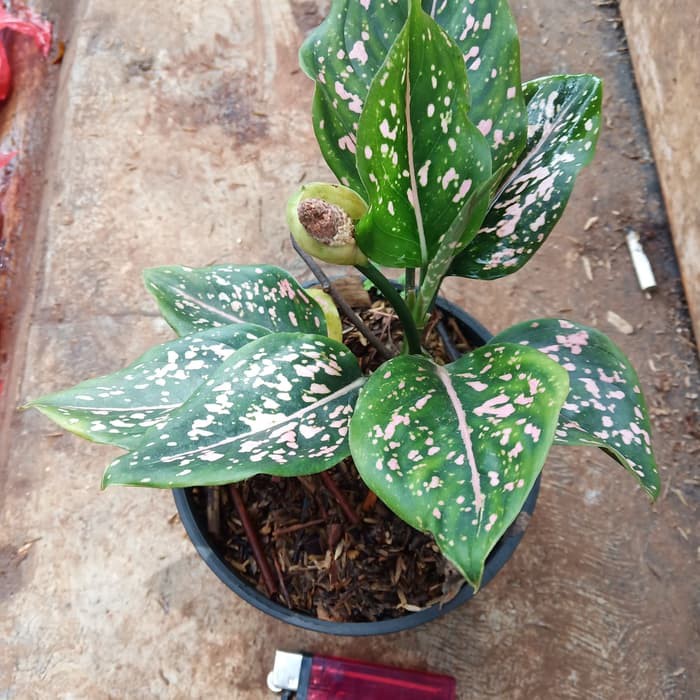 tanaman hias aglonema siti nurbaya