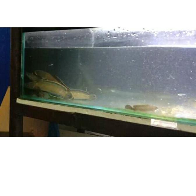 Grosiran Murah Limbata 14-17 cm/ gondrong/rim tebal | BIG SALE | New event | Splash