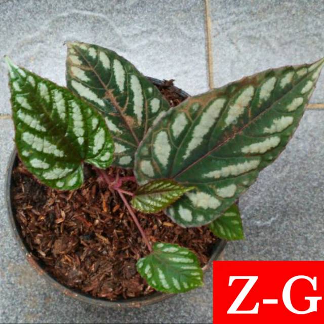 sirih keraton-tanaman sirih keraton