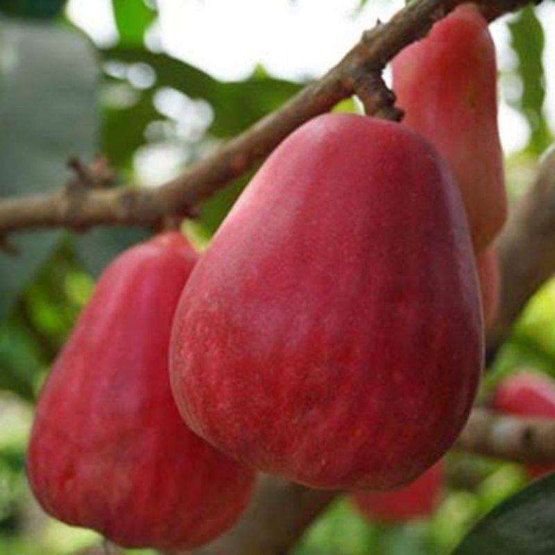 Buah Jambu Bol Jamaika 1 Kg