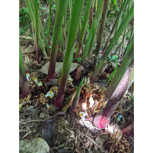 bibit kapulaga super/rempah rempah/ beli 10 batang ada bonus