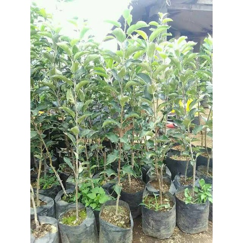 bibit apel malang cangkok (bisa COD)