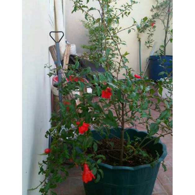 Bibit Tanaman Buah Delima Mini (Mini Red Pomegranate) pr1n