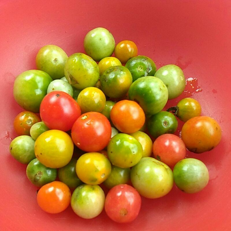 

Rampai Lampung Tomat Rampai Tomat Cherry/Buah Cungkediro Buah Ranggem Cungkedire