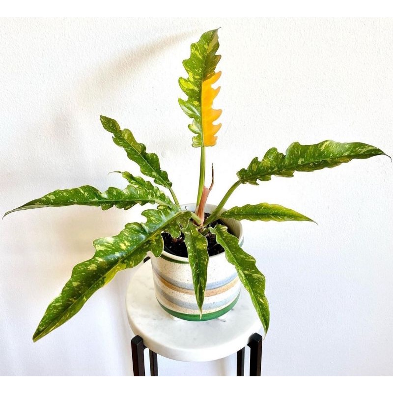 philodendron ring of fire