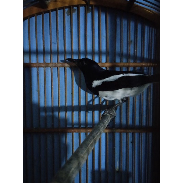 burung Kacer dada putih