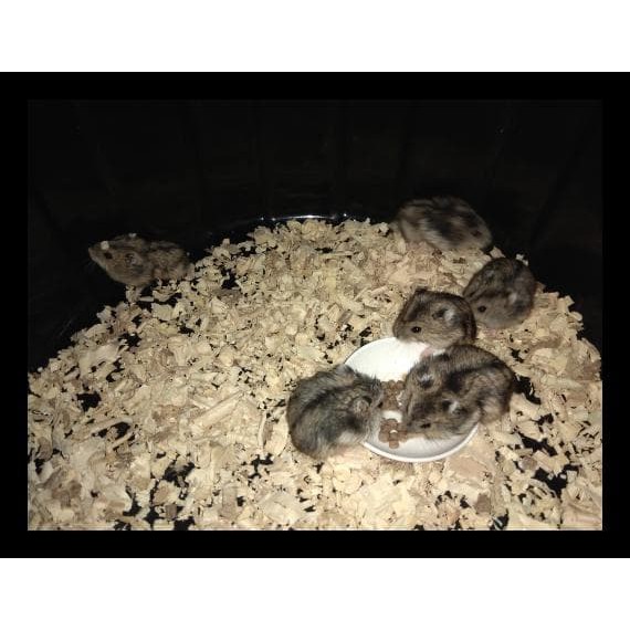 Promo Hamster Winter White Tiger Terlengkap Murah