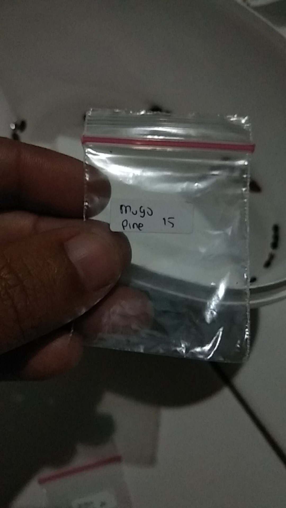 Benih Biji Pohon Mugo Pine Cocok Untuk Bonsai Seed