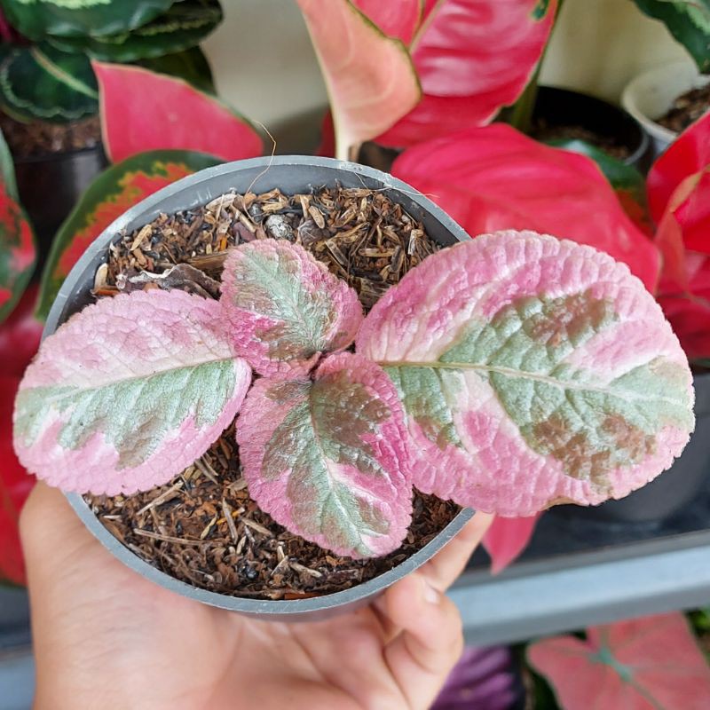 episcia cleopatra