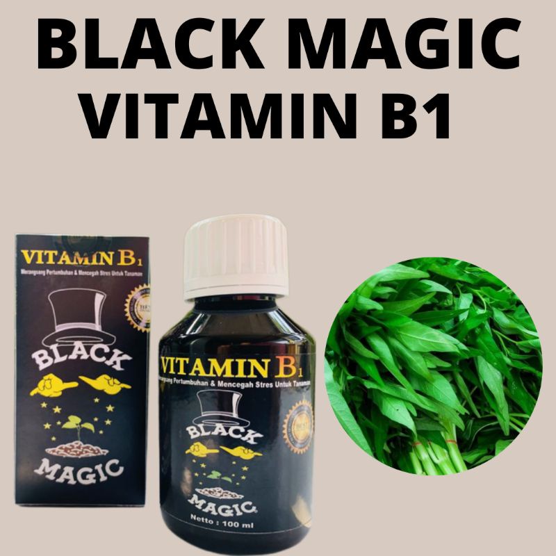 Black Magic Vitamin B1 Untuk Tanaman Jagung, Vitamin B1 Untuk Penyubur Tanaman