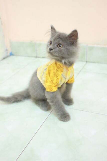 Kemeja batik kuning unik untuk kucing dan anjing lucu / baju kucing murah size S M L XL