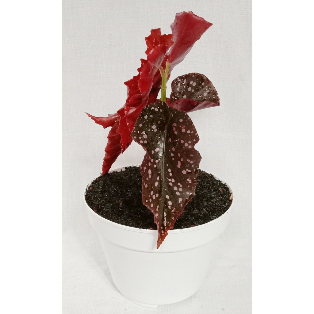 begonia polkadot begonia maculata   Shopee Indonesia