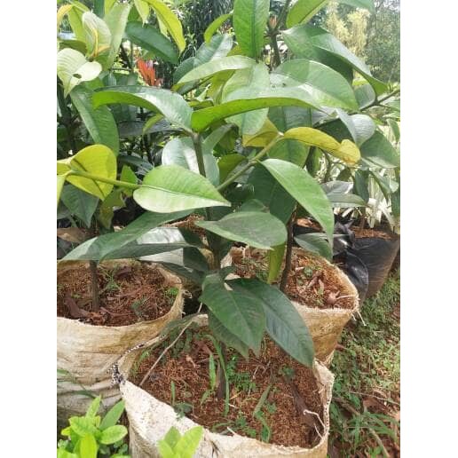 Pohon manggis bibit pohon manggis bibit tanaman buah manggis pohon buah manggis