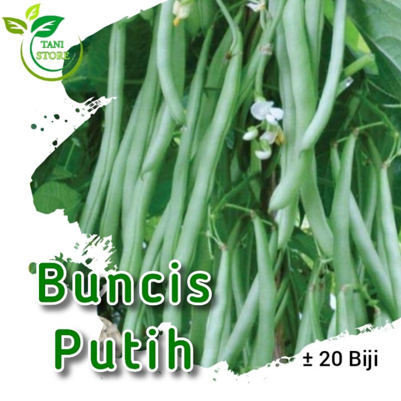 ±20 biji benih buncis putih_bibit buncis