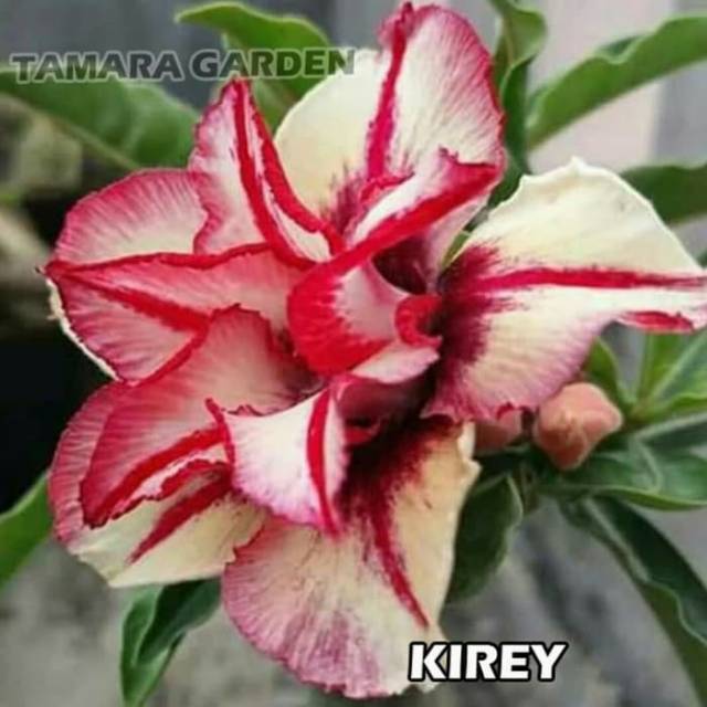 Bibit Bunga Kamboja Adenium Kirey - Tanaman Hias