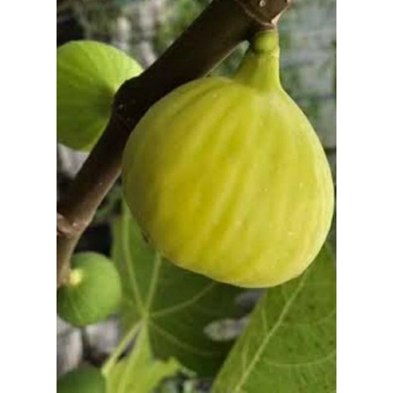 bibit buah tin kuning jumbo Mei Li Ya cepat tumbuh dan mudah berbuah bisa berbuah dalam pot