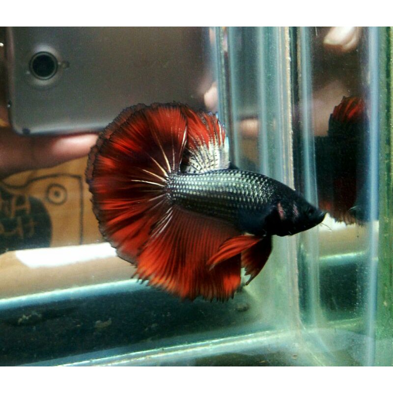 cupang HM gold/size L/real pic 375