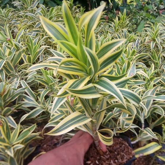 Song of india - TANAMAN HIAS DRACAENA SONG OF INDIA