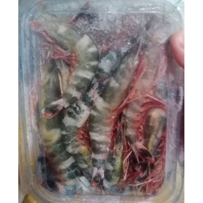 

Udang Loncat 500gram