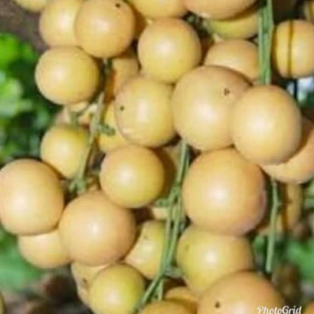 Jual Buah Menteng Mundung Kemundung Pundung Kepundung Rambai Rambe Bencoy Ketupak 1kg Di Lapak Noer Fatimah Bukalapak