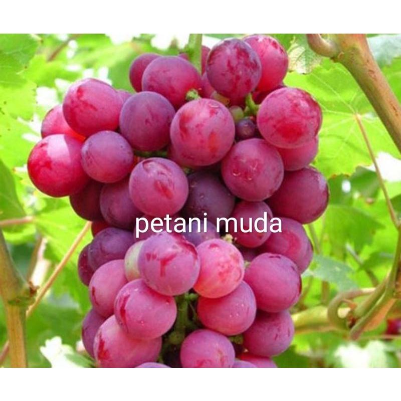 Bibit Anggur Merah (Manis)