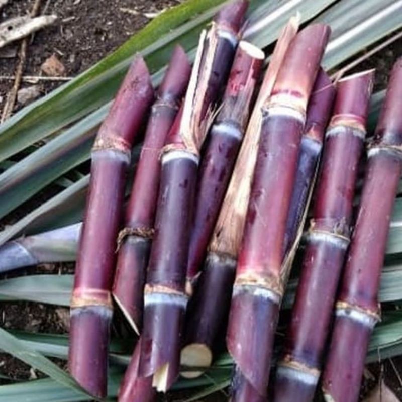 tebu wulung - tebu ireng - tebu hitam asli