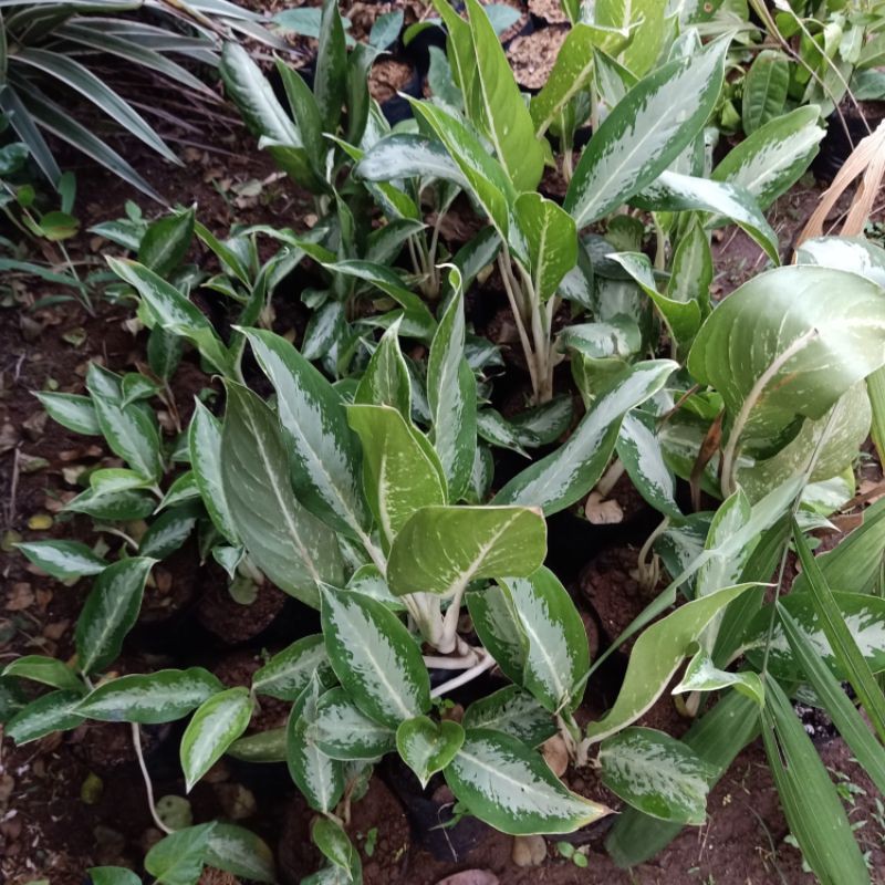 Blanceng Susu / Aglonema Blanceng Susu / Srirejeki Blanceng Susu