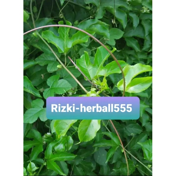 

daun markisa segar paket 500 gram