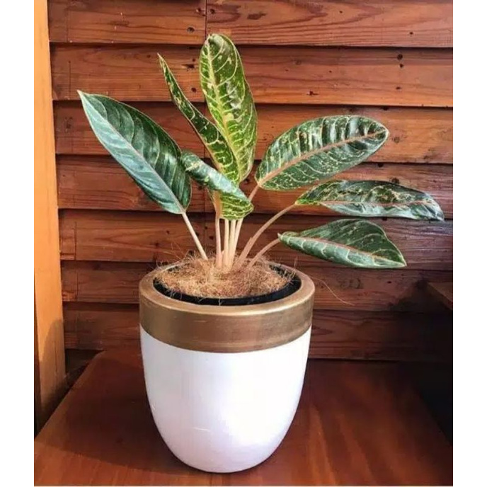 Bunga Hidup Tanaman Hias Murah Aglonema Donacarmen / Aglonema Dona Carmen Bunga hias Hiasan Indoor
