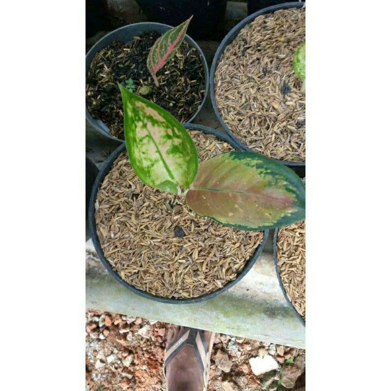 BIBIT ANAKAN AGLAONEMA AGLONEMA SULTAN BRUNAI