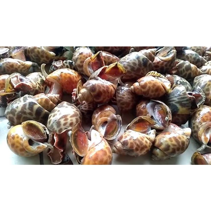 

keong macan beku