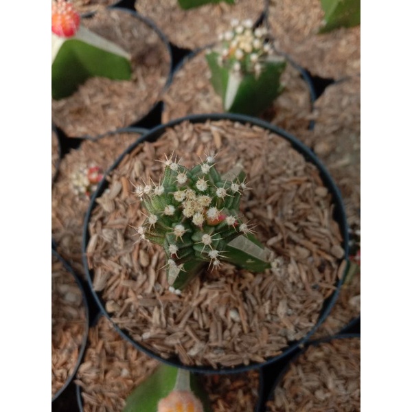 kaktus gymno hijau mini