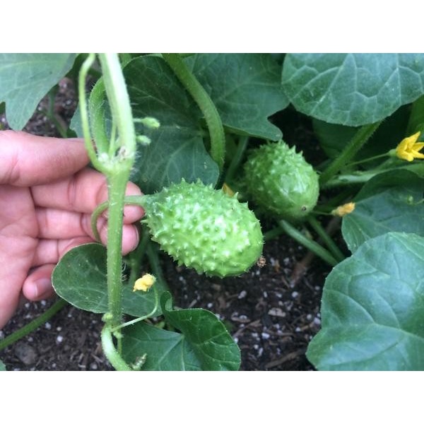 Bibit-Biji Cucamelon West Indian Gherkin (Haira Seed)