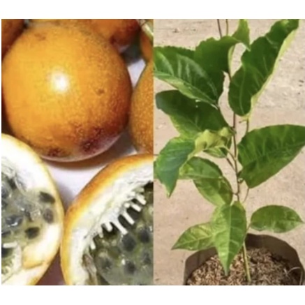 Bibit Tanaman Buah Markisa Manis - Pohon Buah Markisa