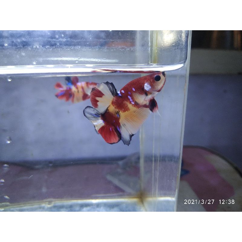 

Ikan Cupang Nemo Galaxy/Multicolor