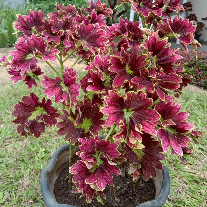 Miana Kipas Merah Tanaman Hias Daun Miana Kipas Merah TAMAN FLORIST