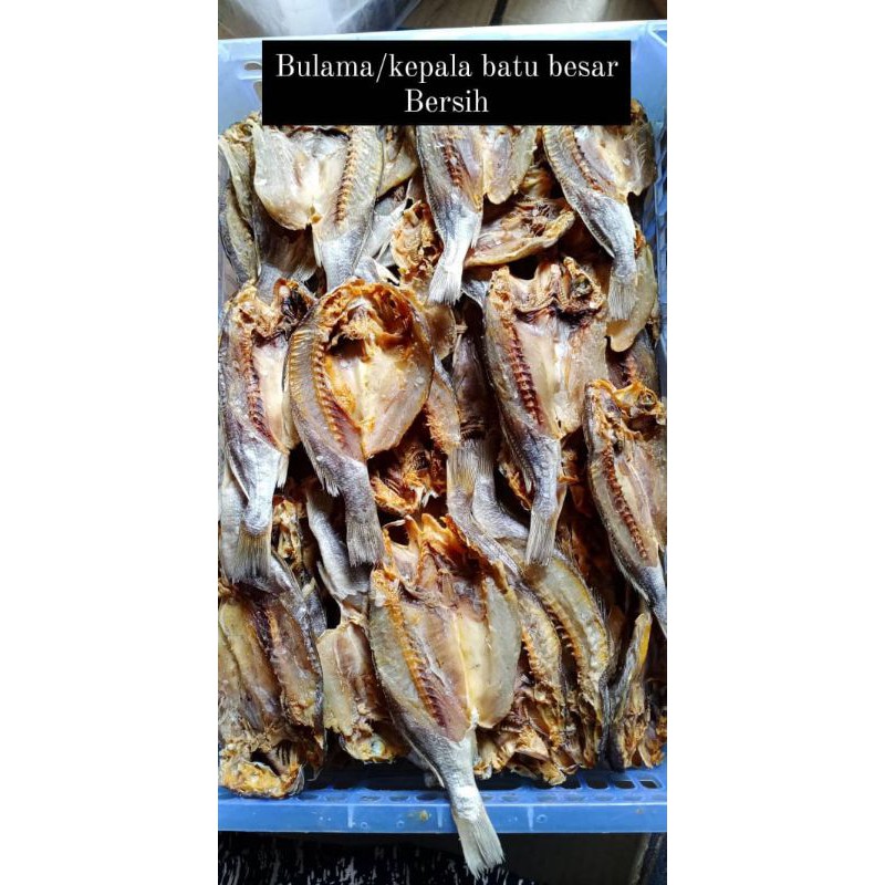 

bulama / kepala batu 500g