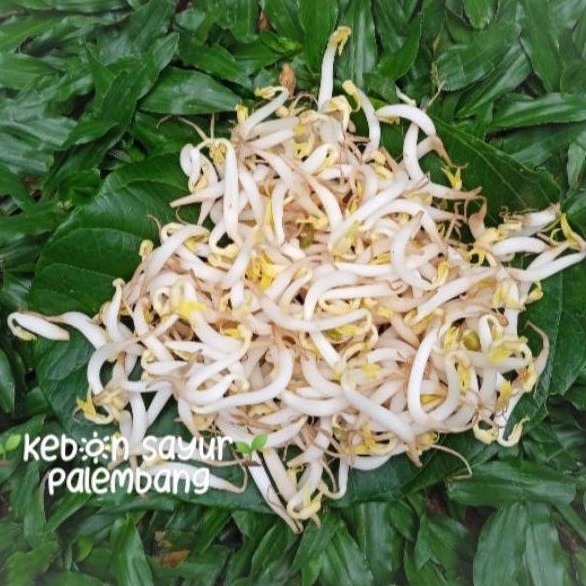 

sayur toge kecambah