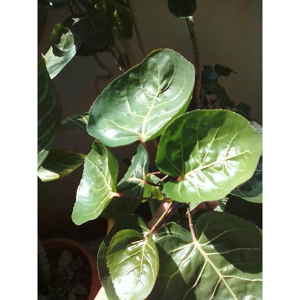 

Daun Mangkok Segar