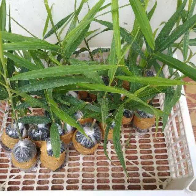 Bibit tanaman pohon jahe merah bibit jahe merah