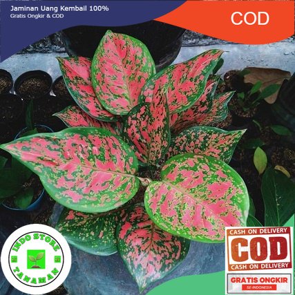 Aglonema Dut Anjamani / Aglonema Merah /  Aglonema (COD)