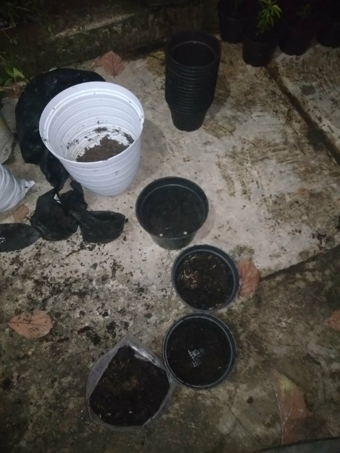 Pupuk Aneka Khusus Tanaman Daun 500 Gram - Mempercepat Pertumbuhan Daun